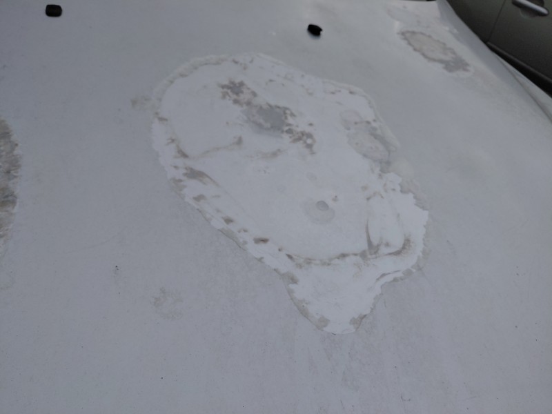 Recambio de capot para bmw 5 (e39) 530 d referencia OEM IAM   