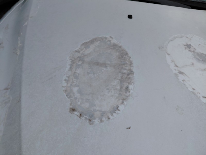 Recambio de capot para bmw 5 (e39) 530 d referencia OEM IAM   