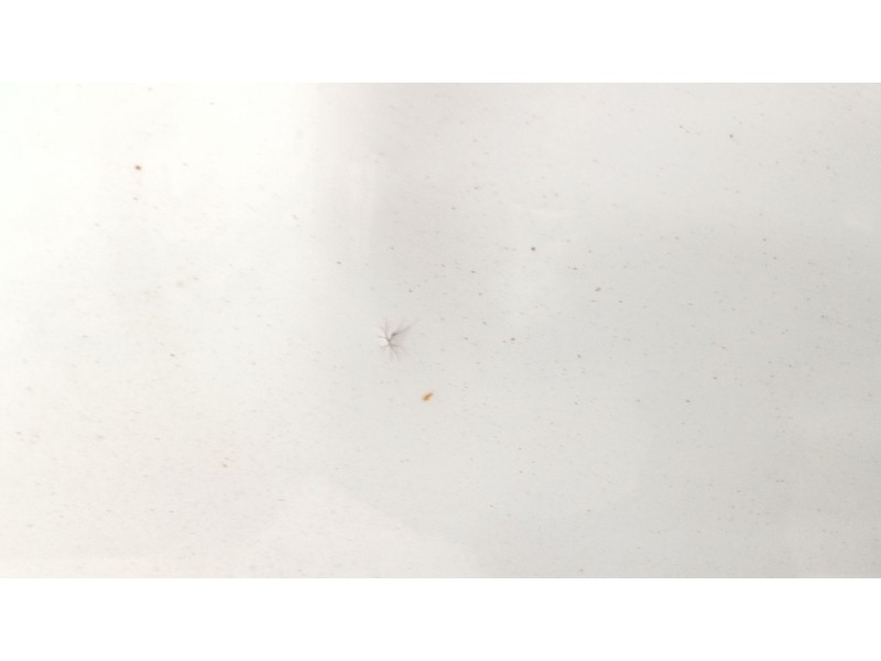 Recambio de capot para ford kuga i 2.0 tdci referencia OEM IAM   