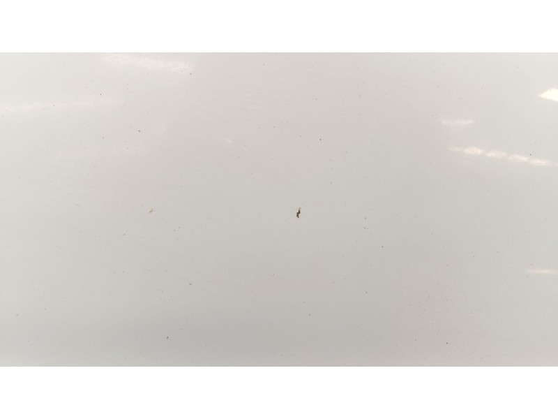 Recambio de capot para ford focus iii 1.0 ecoboost referencia OEM IAM   
							