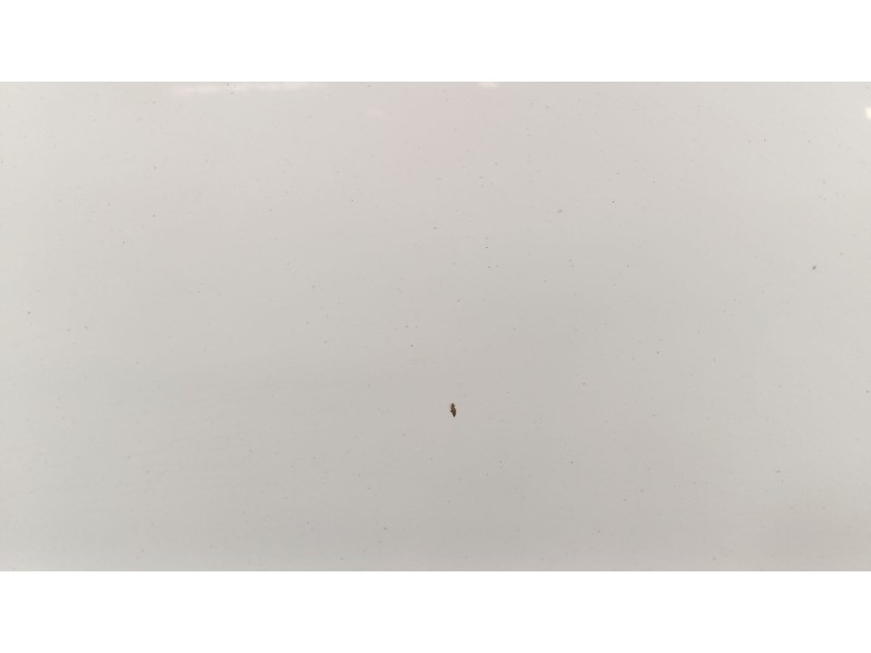 Recambio de capot para ford focus iii 1.0 ecoboost referencia OEM IAM   