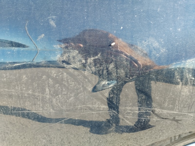 Recambio de aleta delantera derecha para mercedes-benz clase m (w164) 3.0 cdi cat referencia OEM IAM   